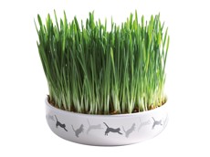 Tráva v keramické misce 15x4cm, 50g travní semeno